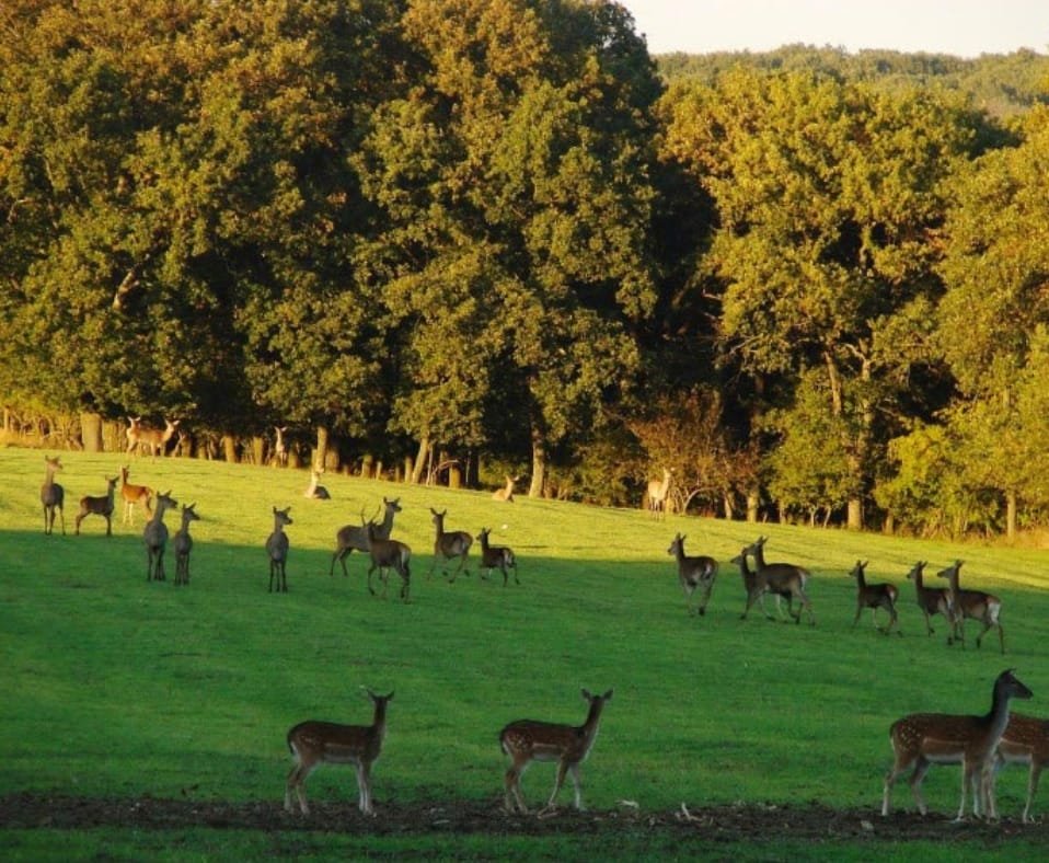 Reserva natural Voden